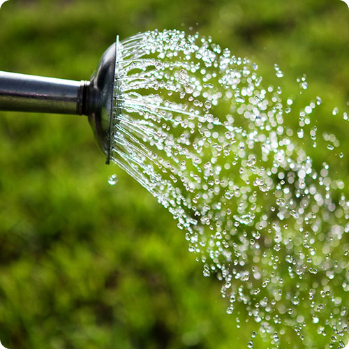 Благоустройство могил | Полив цветов и деревьев